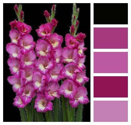 Flowers Pink Flowers Gladiolus Image